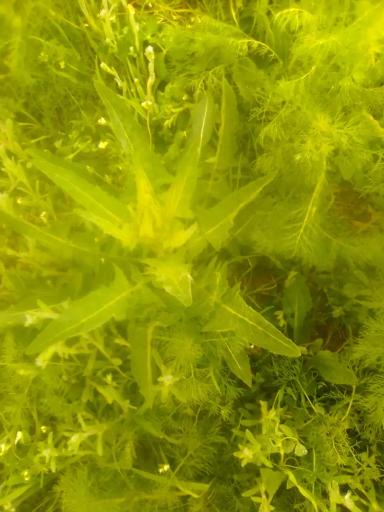 "Балерина" по росе, продолжение