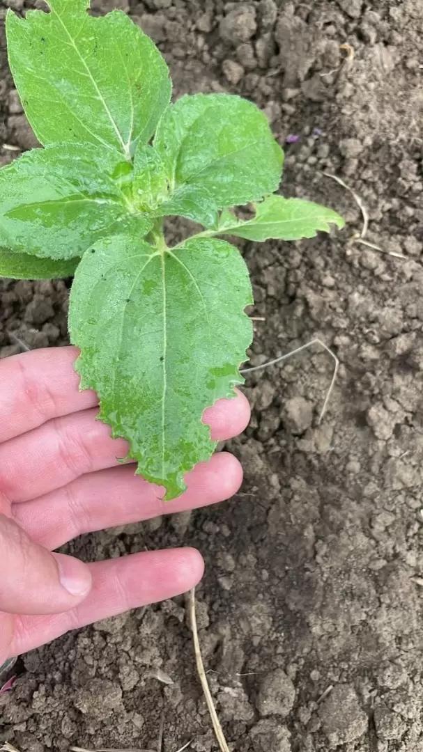 Вопросы из чатов: что за вредитель?