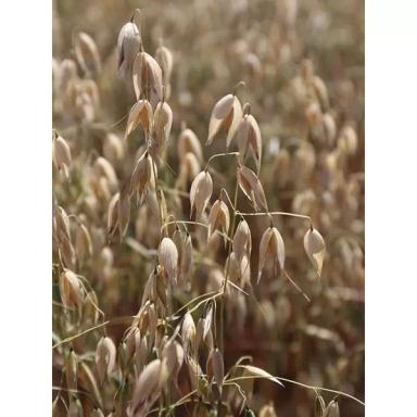 Овес яровой ИС Авентис