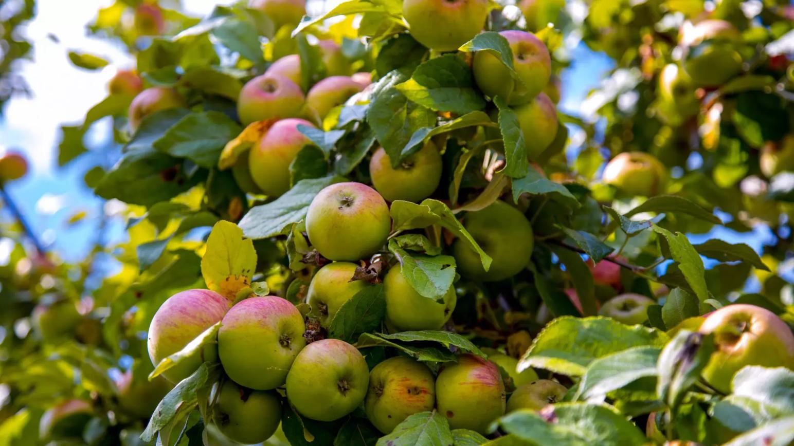 Садоводы просят компенсаций на производство по примеру мясо-молочного сектора