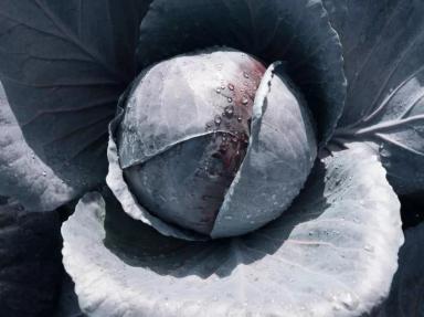 Примеро F1 (PRIMERO)