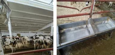 Как болезнь копыт, может быть связана с неправильной организацией водопоения