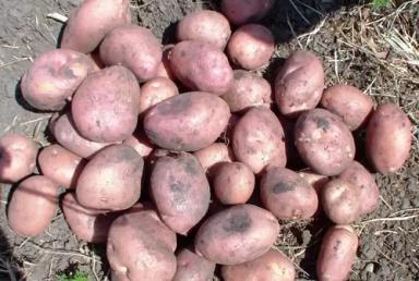 Романо (ROMANO)