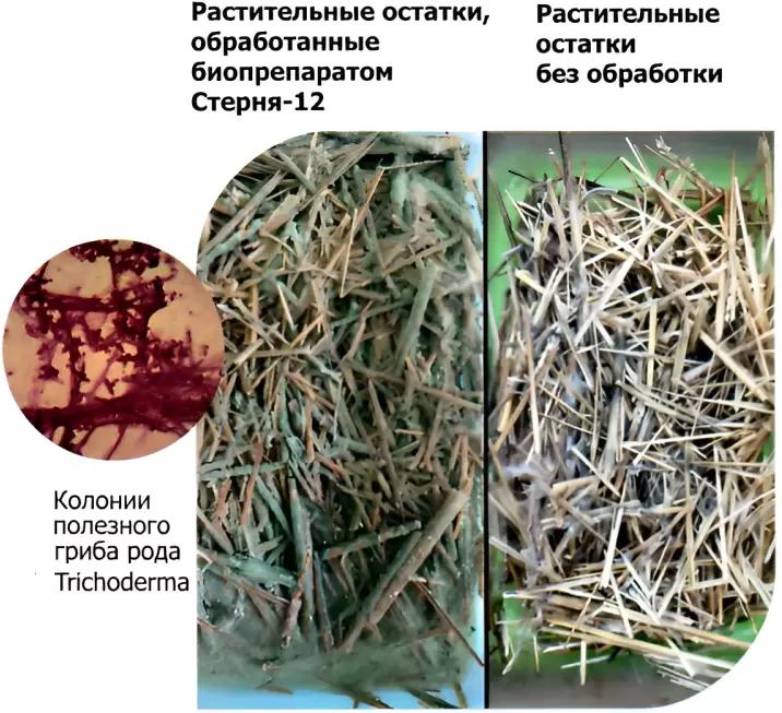 Грибы рода Trichoderma увеличивают количество урожая