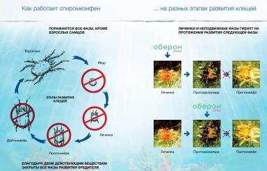 Оберон Рапид – опыт применения инсектоакарицида