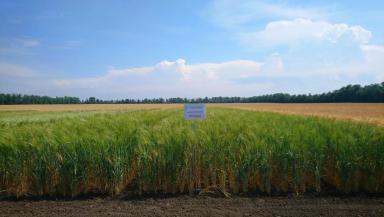 Янтара сорт яровой пшеницы полбы