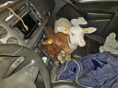 Изъятие скота: защита от эпидемий или удар по хозяйству?