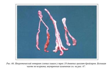 Вегад - Атлас болезней птицы. Ч. 9. Некротический энтерит