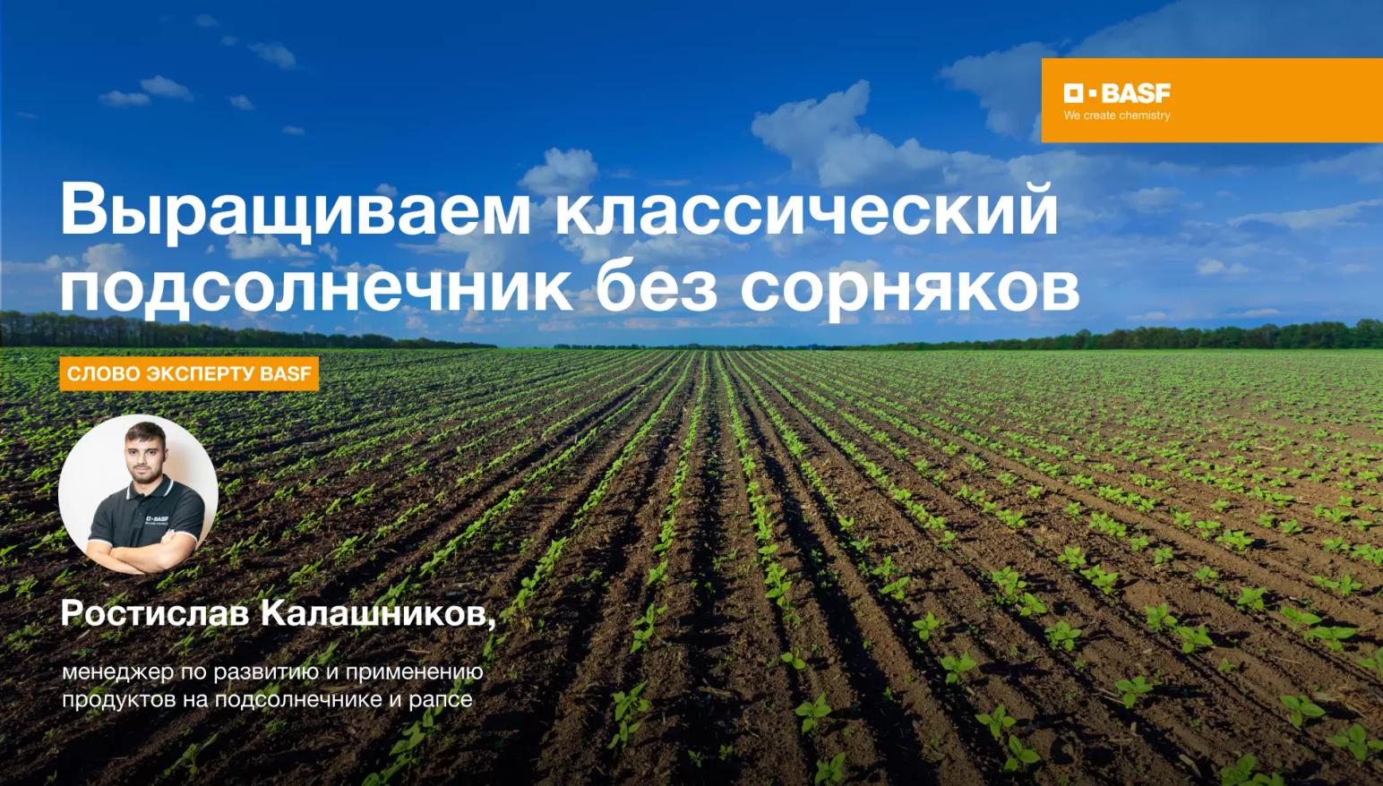 Выращиваем классический подсолнечник без сорняков