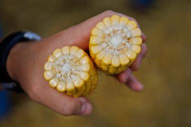 Фазы развития кукурузы. Внимание к деталям