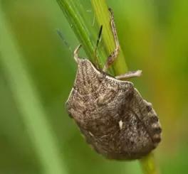 Угроза: клоп вредная черепашка