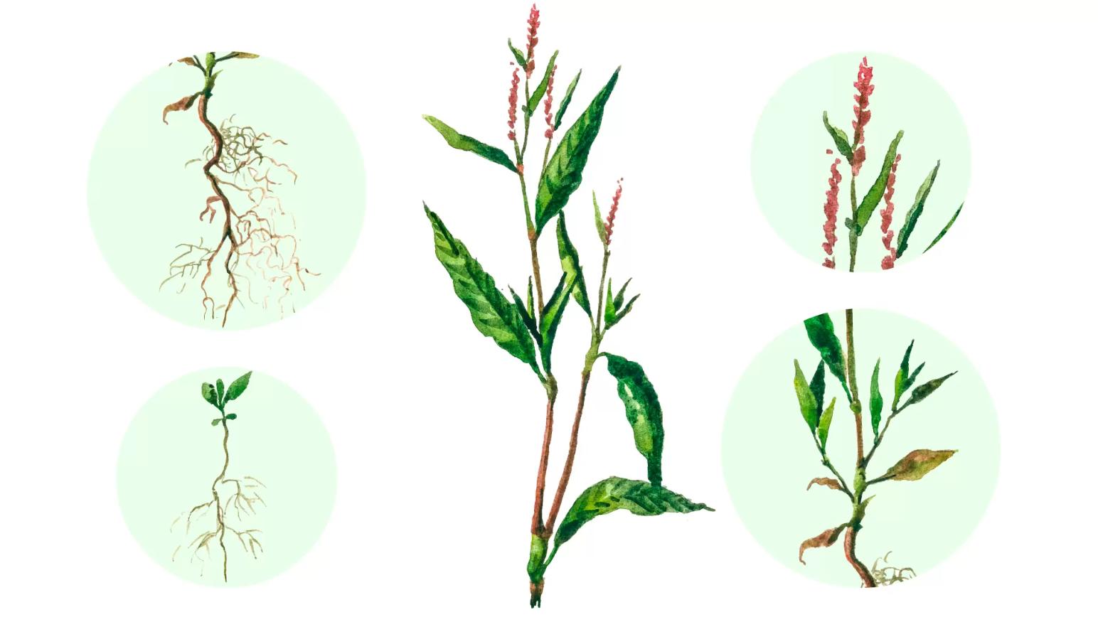 Горец перечный