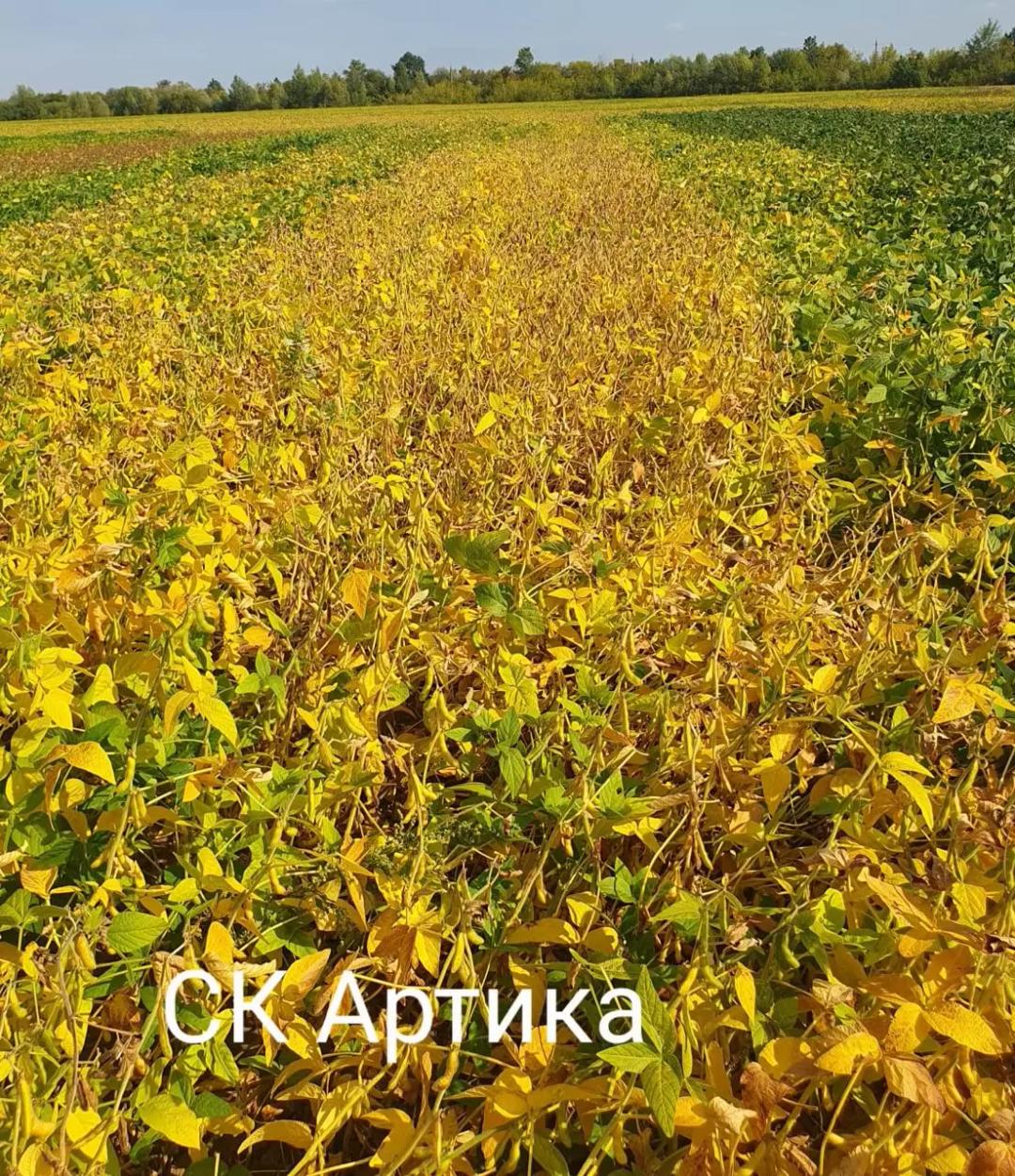 Промежуточными результаты демо-посевов сои:  — Артика (СОКО) — Дока (СОКО) —