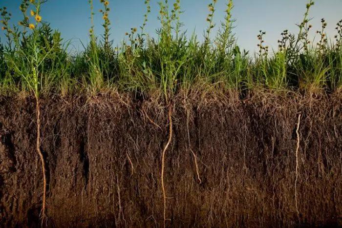 Сидераты как удобрения в классической схеме обработки полей