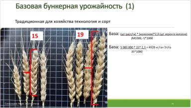 Время цены на зерно близко. Возможности на озимой пшенице после заморозков.