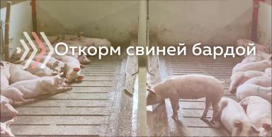 Свежая барда в кормлении свиней