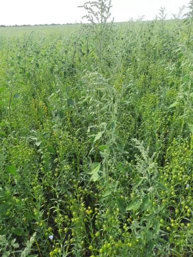 Вопросы из чатов: что за сорняк?