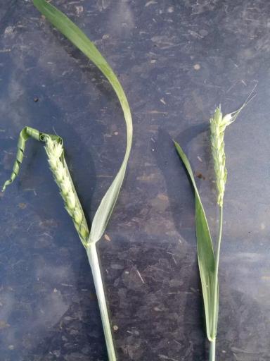 Вопросы из чатов: что вредит посевам?