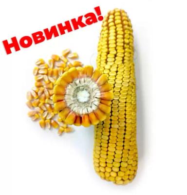 Золотой початок 190 СВ гибрид кукурузы