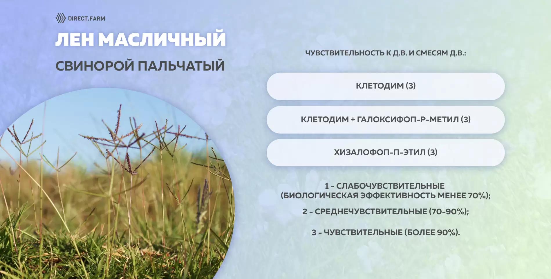 Шпаргалка чувствительности свинороя пальчатого к д.в. гербицидов