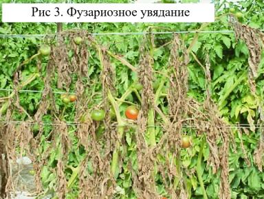 Борьба с болезнями томата с помощью Bacillus spp. Часть 2