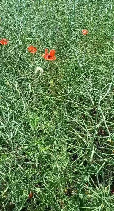 Вопросы из чатов: стоит ли проводить обработку?