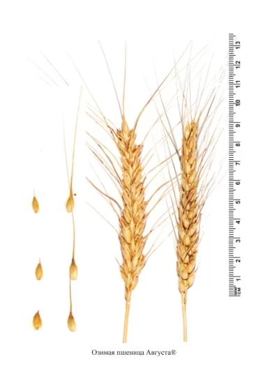 Августа озимая пшеница