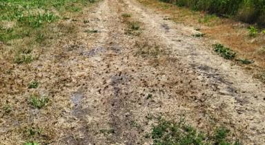 Прямо сейчас: агрономический фильм ужасов в Краснодарском крае