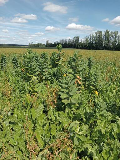 Ваточник сирийский.