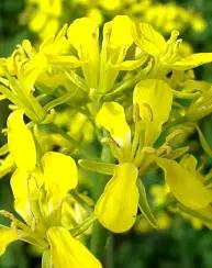 Ниагара ® - сорт яровой черной горчицы  ( Brassica nigra (L.) W. D. J. Koch ).
