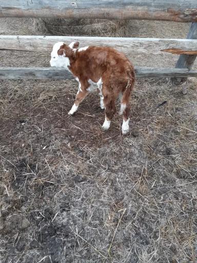 Вопросы из чатов: как лечить теленка с диареей?