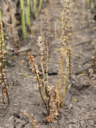 ЗАРАЗИХА НА ПОДСОЛНЕЧНИКЕ: КОГДА И КАК ИСКАТЬ