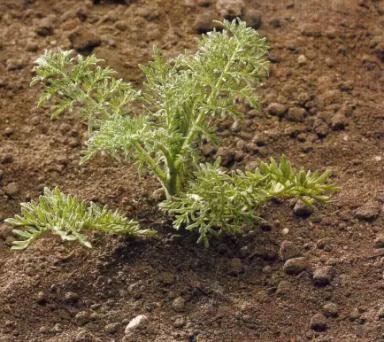 Дескурайния Софии