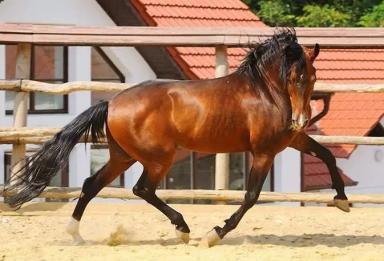 Американская стандартбредная 