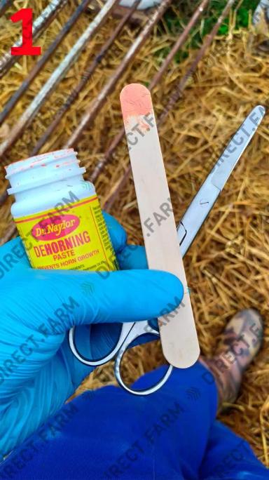 Инструкция по обезроживанию телят пастой