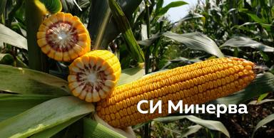 Правильный гибрид кукурузы — больший потенциал урожайности