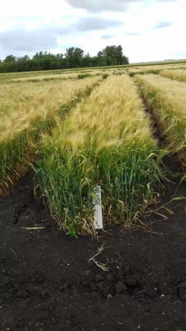 Нургуш (сорт ярового многорядного ячменя)