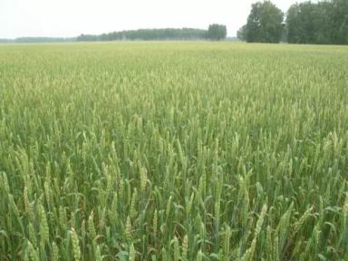 Омская юбилейная