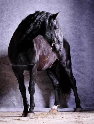 Кладрубская порода 