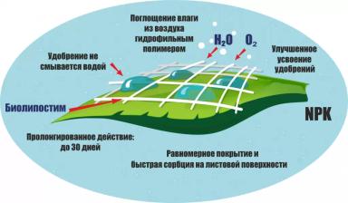Биолипостим – прилипатель, смачиватель и пленкообразователь решает все вопросы!