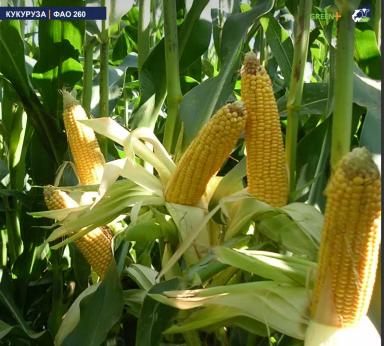 МАС 28.А - гибрид кукурузы ( Zea mays L.).