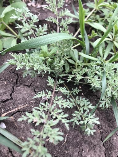 Сорняк озимой пшеницы 