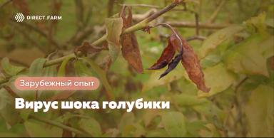 Вирус шока голубики (BlShV)