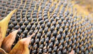 Алькантара (ALCANTARA) гибрид подсолнечника