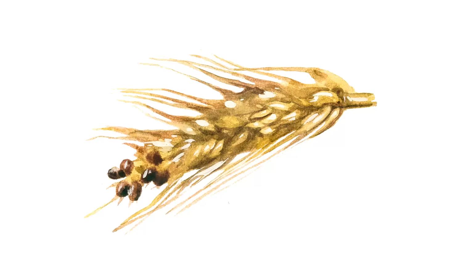 Карликовая головня пшеницы