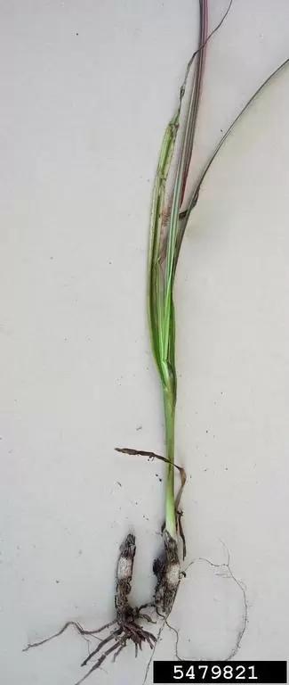 Офиоболезная корневая гниль