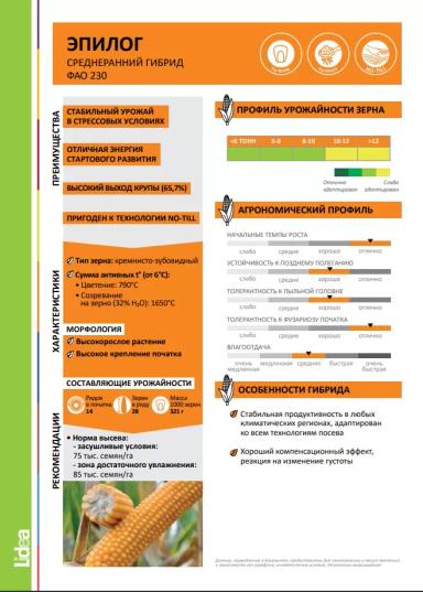 ЕС Эпилог - гибрид кукурузы ( Zea mays L.).