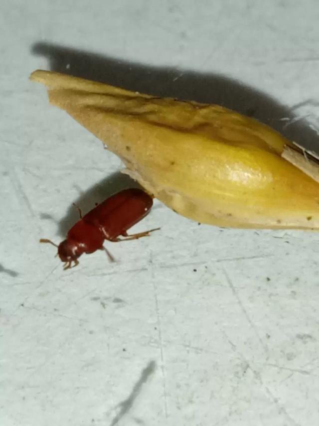 Цвет настроения "рыжий"