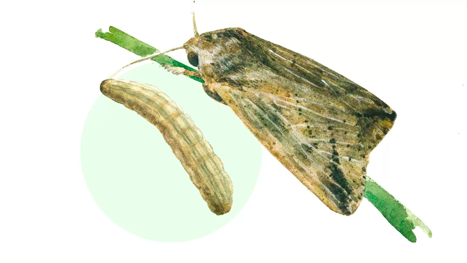 Восточная луговая совка