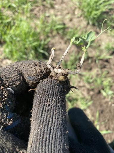 Что с горохом?